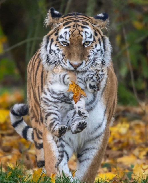 onne Année du tigre 2022 Bonne Année du tigre 2022